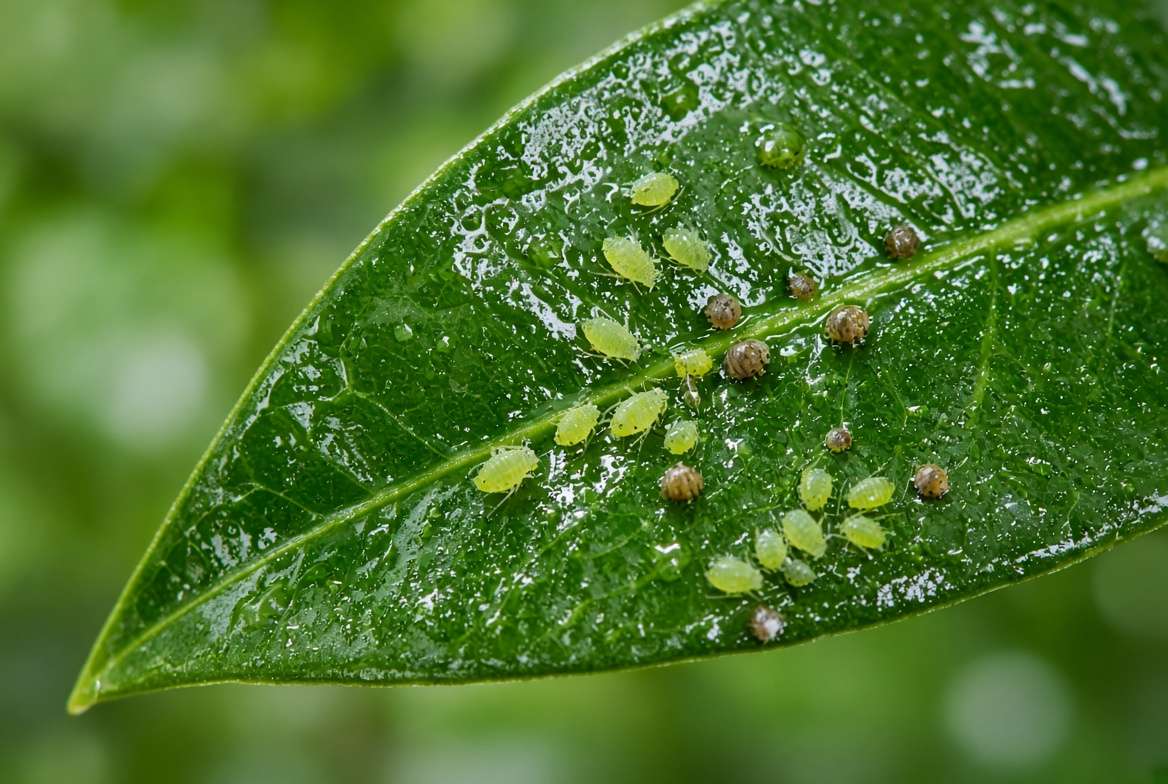 Macro view of aphids and scale insects on the underside of a star anise leaf