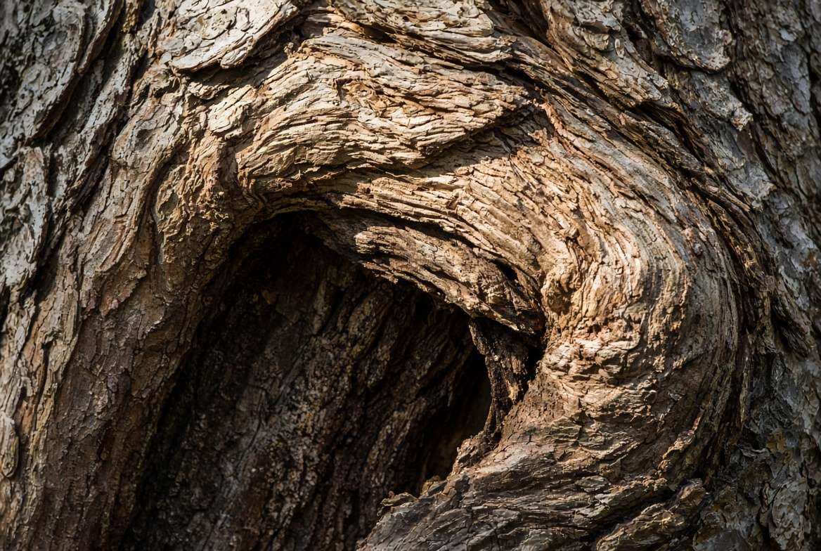 Close-up of a tree trunk wound wood naturally compartmentalizing and healing over an old scar.