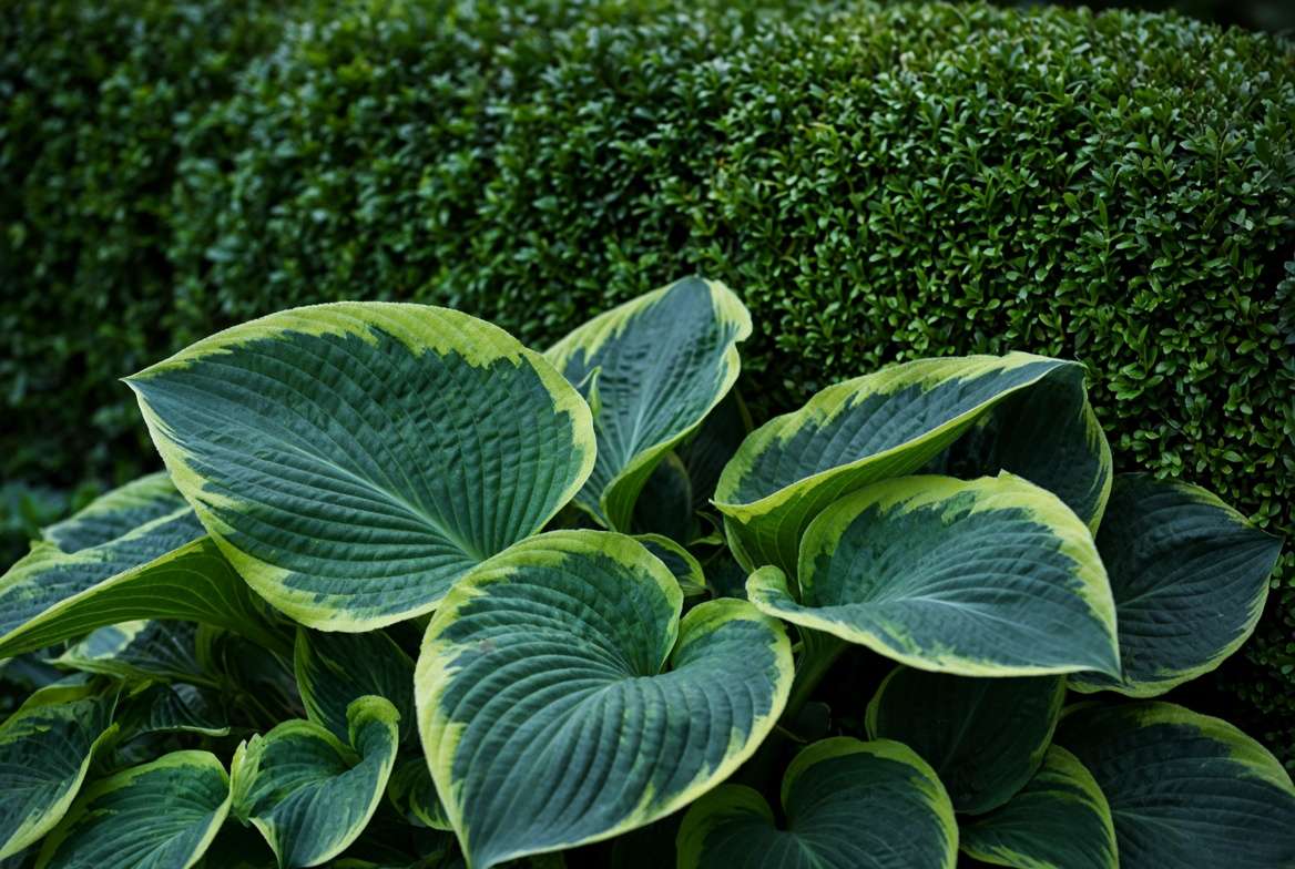 A visually striking comparison of large, broad hosta leaves against the tiny leaves of a sheared boxwood hedge.