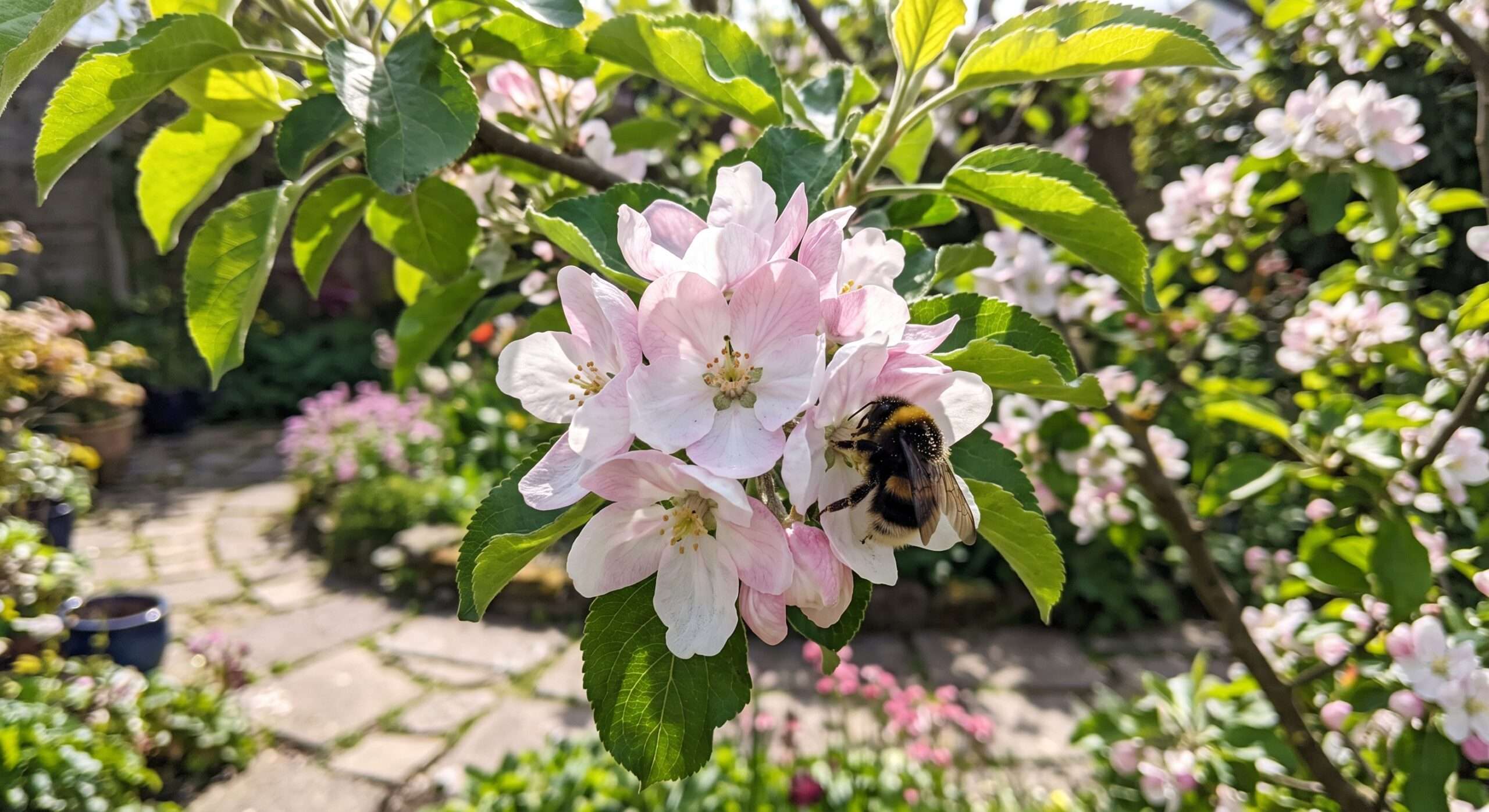 A bumblebee pollinating a cluster of pink and white self-pollinating apple tree blossoms in a home garden.
