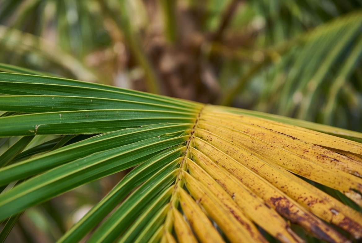 Macro close-up of a palm frond petiole transitioning from green to yellow, illustrating nutrient recycling.