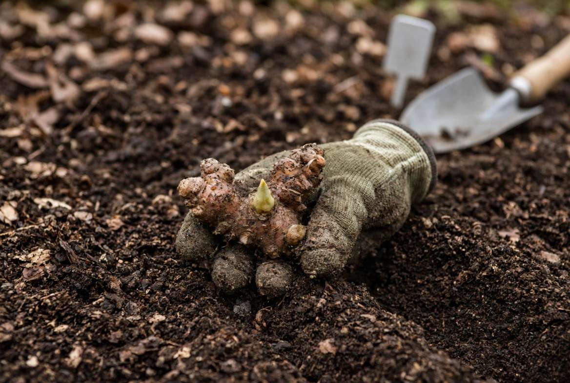 A practical look at planting a bare-root Trillium grandiflorum rhizome in rich compost