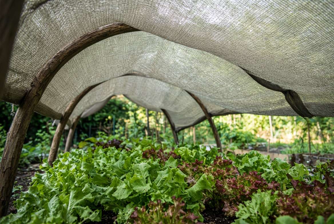 Low-angle view of a garden hoop structure with beige shade cloth protecting crisp lettuce plants below.