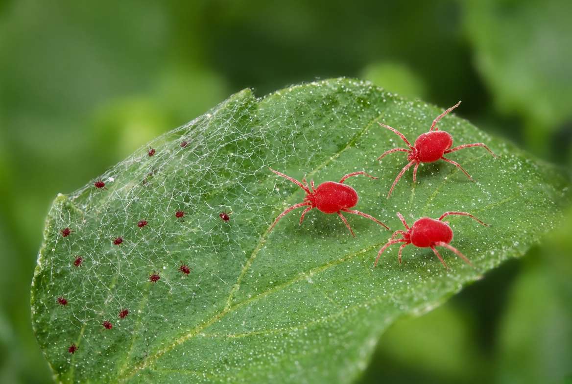 Macro comparison showing tiny red spider mites with fine webbing and larger, bright red clover mites on a green leaf