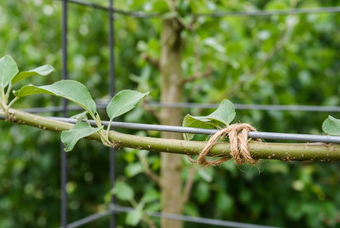 Close-up detail of training a flexible apple tree branch horizontally along a trellis wire using natural twine for dense hedgerow growth