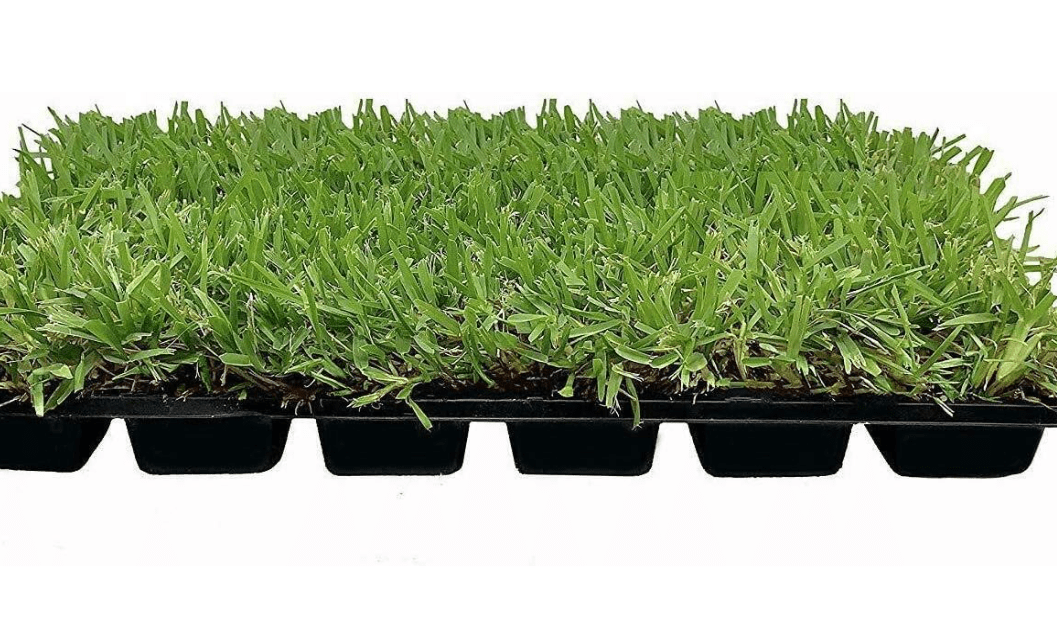 
18 St. Augustine 'Palmetto' 3 Inch Sod Plugs - Drought, Salt & Shade Tolerant Grass