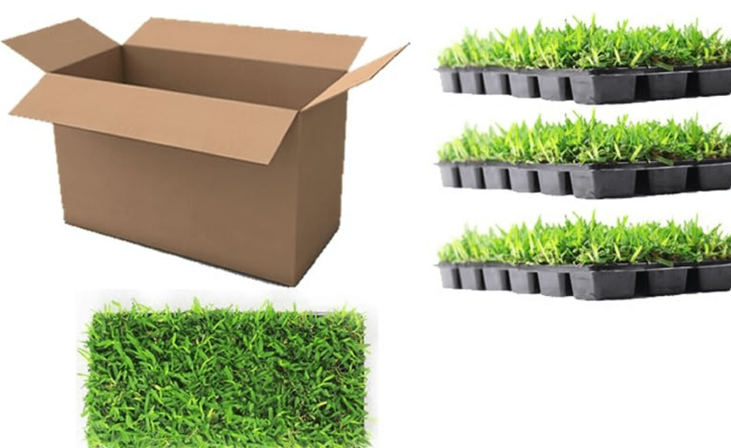 
Floratam St. Augustine Grass Plugs / Box of 72