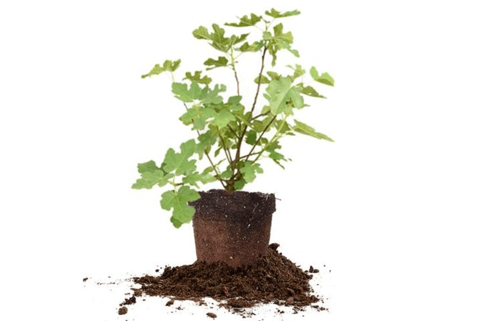 Perfect Plants Celeste Fig Tree, 1 Gallon, Live Plant | Self-pollinating with sweet light purple-brown sugar fruit each year, zones 6-10, compact, full sun