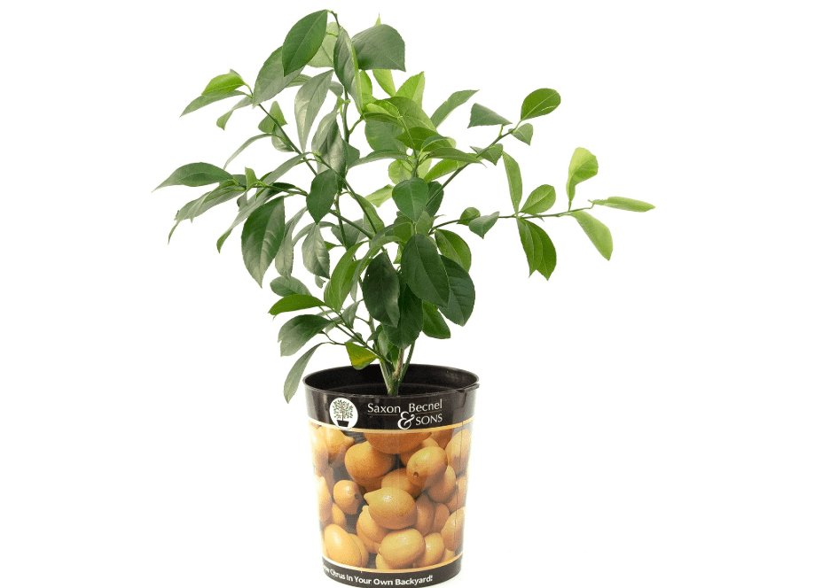  Garden State Bulb Meyer Lemon Tree, Citrus Live Plant (1 Gallon Growers Pot) Cannot Ship
