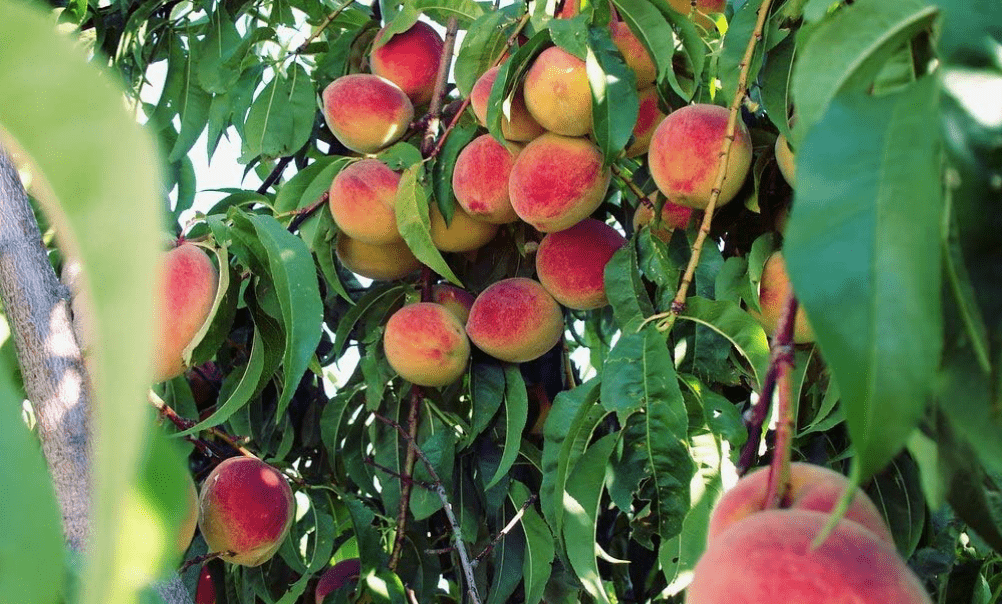  Elberta Peach Tree - Self Pollinating - Live Fruit Plant Shipped 3 Feet Tall by DAS Farms