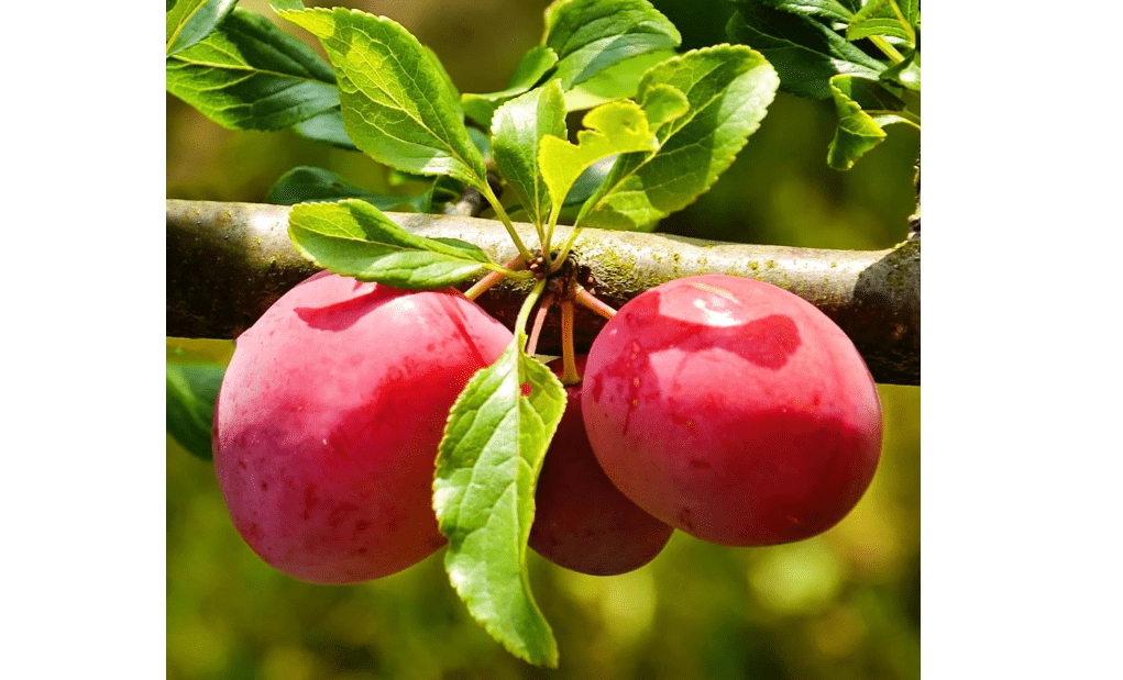  Methley Plum Tree, Sweet, Juicy Plum with Excellent Flavor and Early Ripening, 2-3 ft Tree Height, 5 gal. Grower Pot (Due to Agricultural Laws, we Cannot
