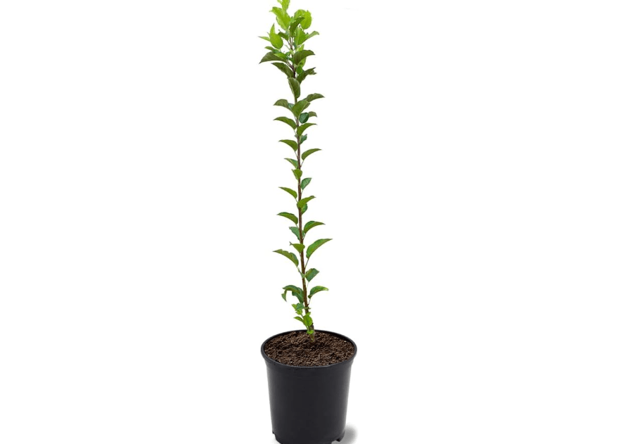  Golden Dorsett Apple Fruit Tree, Fruit Bearing, Deciduous, Golden-Yellow Fruit, 1 gal Nursery Pot, 2-3 ft. Tree Height (Due to Agricultural Laws, we Cannot