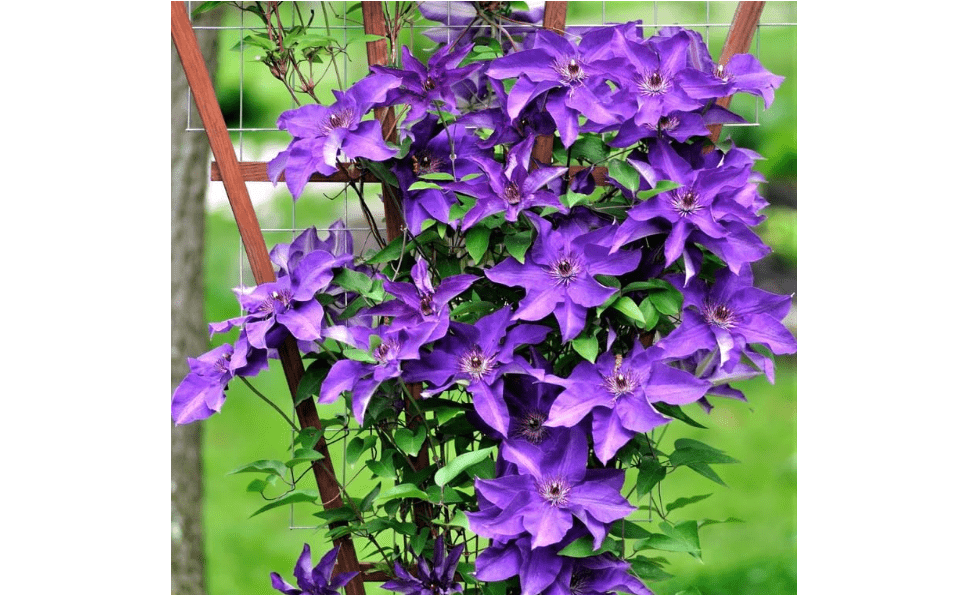 Purple Clematis Live Plant, 2.5" Pot, Fragrant Flowering Vine | Well-Drained Soil, Zones 4-9, Trellis Support, Summer Blooms, Well-Rooted Vine, Garden