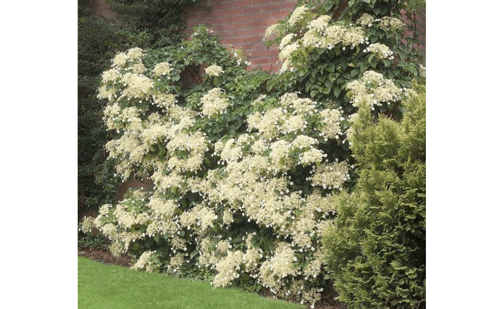 Brighter Blooms Climbing Hydrangea, 1 Quart | No Shipping
