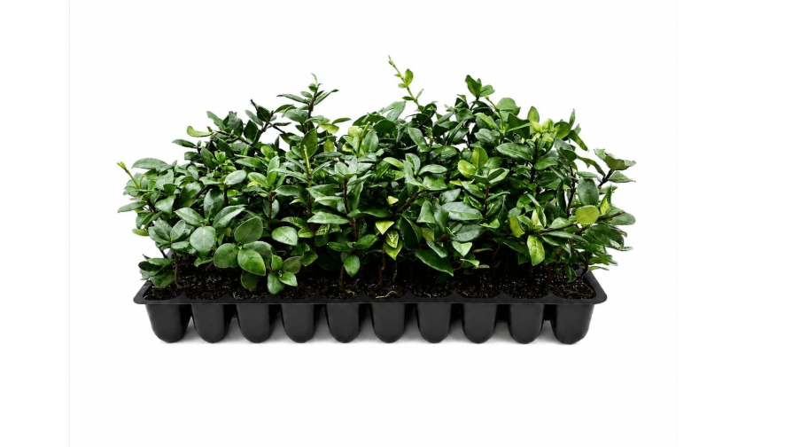 Star Jasmine | 3 Live Plants | Trachelospermum Jasminoides | Fragrant Blooming Evergreen Vine, Low Maintenance, Climbing, White Flowers, Attracts