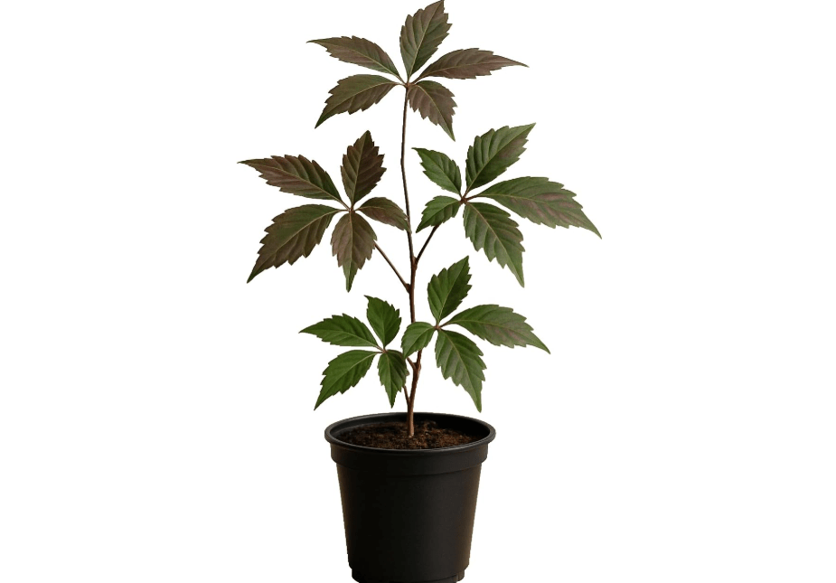 Virginia Creeper - Fast Growing Engelman Ivy Vines (Parthenocissus quinquefolia) Landscape Ready in 4" Pot, Fully Rooted, Survival Guaranteed Under