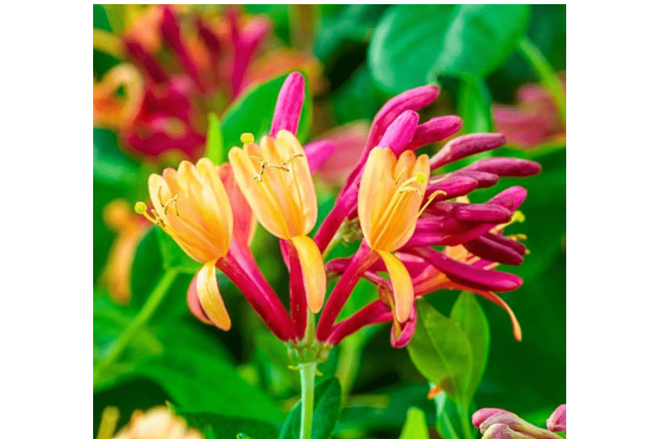 Honeysuckle Vine Live Plant | Lonicera Perennial Plants Bushes Shrubs for Planting