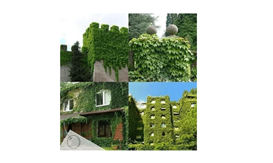 100 BOSTON IVY SEEDS,Parthenocissus Tricuspidata , Fast Growing Vine/Climber