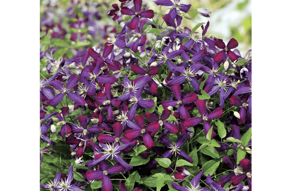 Sweet Summer Love Clematis - Fragrant/Long Blooming - 4" Pot - Proven Winner