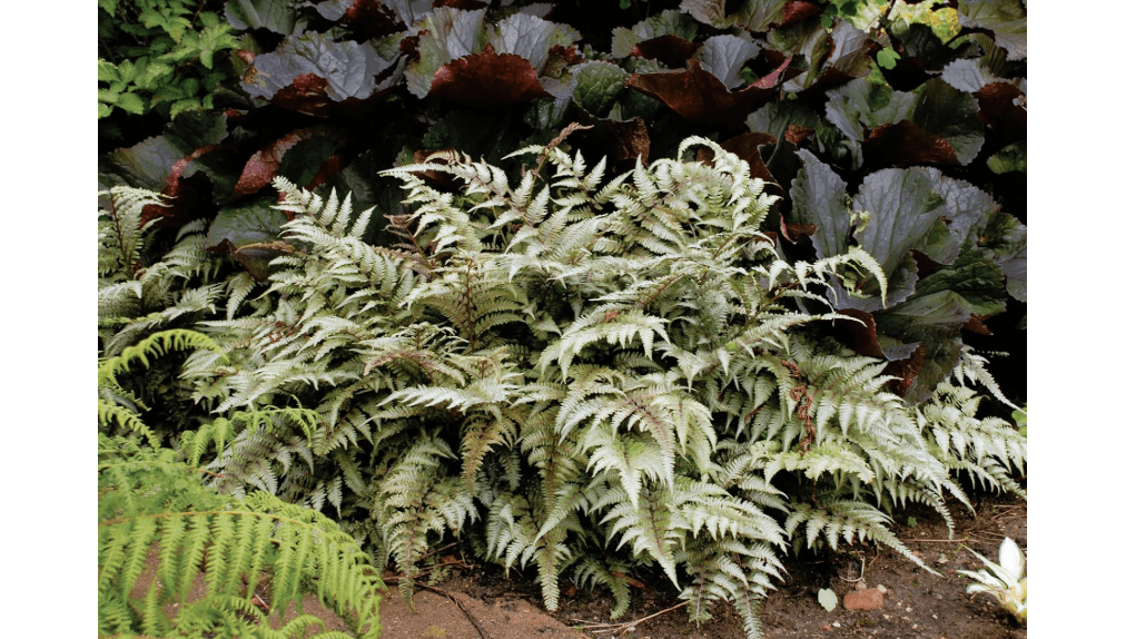  Greenwood Nursery: Live Perennial Plants - Japanese Painted Fern + Athyrium Niponicum - [Qty: 2X Pint Pots] - (Click for Other Available Plants