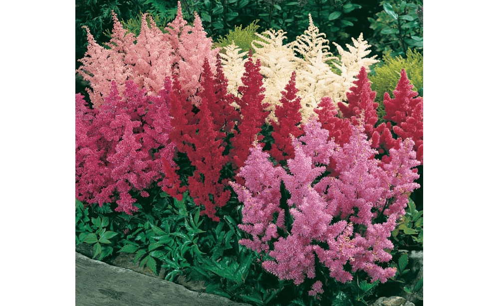  Mixed Astilbe Flower Bulbs Value Bag - 8 Roots per Pack - Attracts Butterflies and Hummingbirds - Deer Resistant - Naturalizing - Perennializing