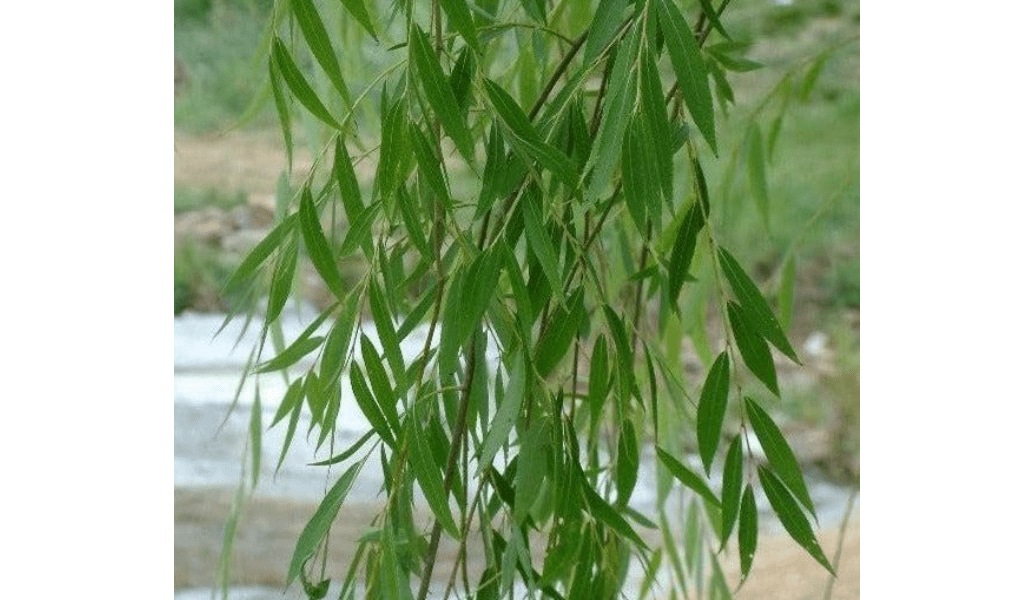 
Weeping Willow Tree (Salix babylonica) Live Plant – Elegant Cascading Branches, Fast Growing Ornamental Shade Tree for Outdoor Landscaping 