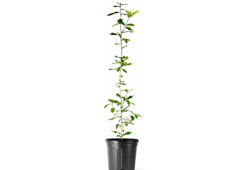 Southern Live Oak | 1 Large Trade Gallon Size Pot | Quercus Virginiana | Majestic Shade Tree for Landscaping | Long-Lived Native Evergreen Oak