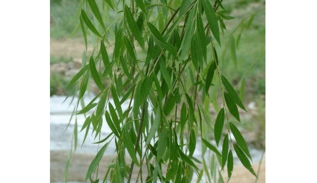 Weeping Willow Tree (Salix babylonica) Live Plant – Elegant Cascading Branches, Fast Growing Ornamental Shade Tree for Outdoor Landscaping
