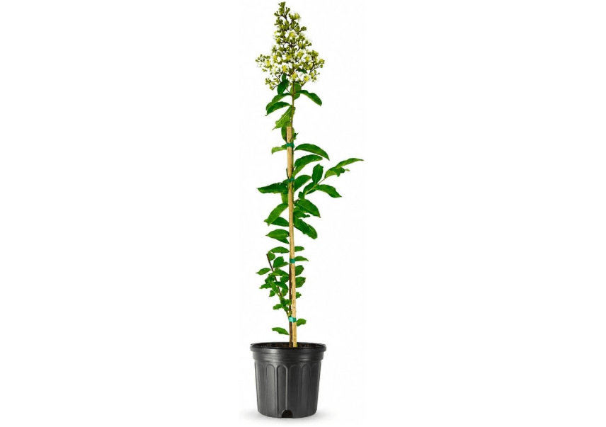 Crape Myrtle Natchez Plant | 1 Large Trade Gallon Size Pot | Lagerstroemia Indica | Ornamental Garden Flowering Tree | White Blooms