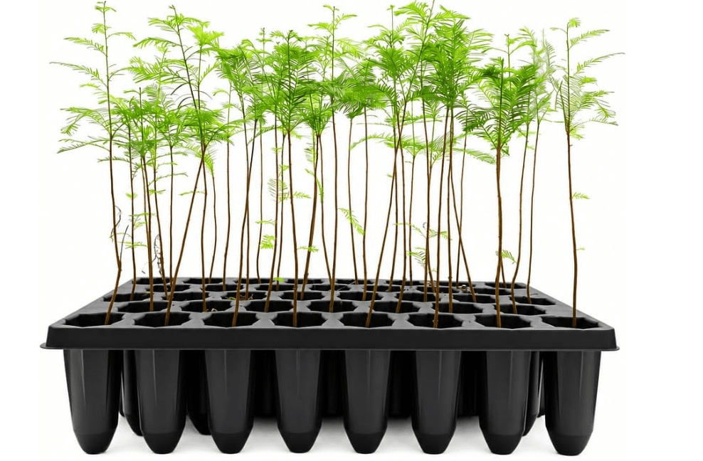 Bald Cypress Taxodium Distichum | 20 Live Plants | Fast Growing Tree, Wetland Tolerant, Deciduous, Ornamental Foliage, Shade Provider, Landscaping Favorite