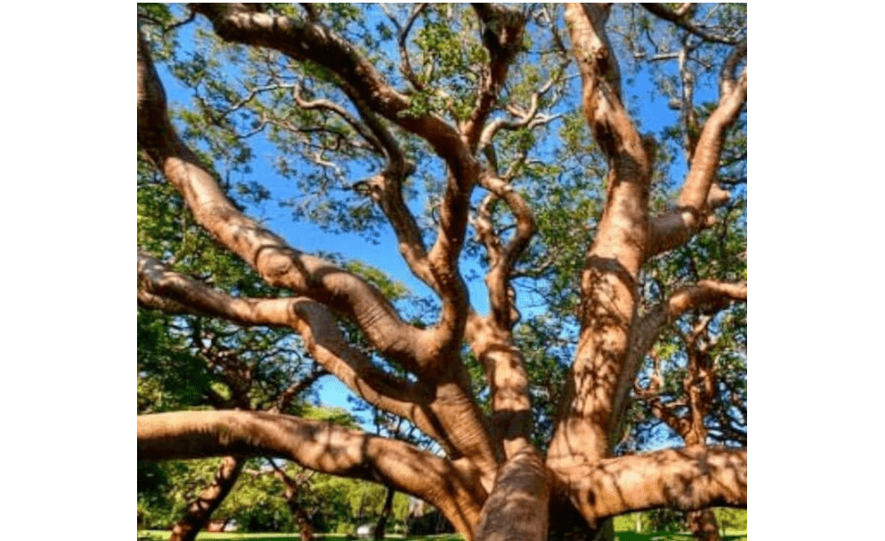 Gumbo Limbo (Bursera simaruba) Tropical Live Tree 2’-3- feet Tall
