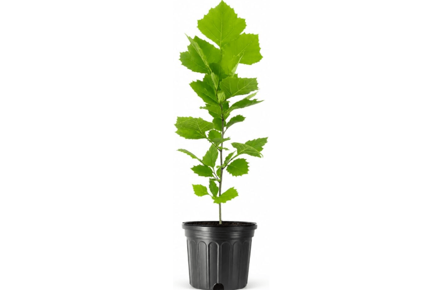 American Sycamore | 2 Large Trade Gallon Size Trees | Platanus occidentalis | Fast-Growing Shade Plants | Privacy Enhancing Greenery for Expansive Landscapes