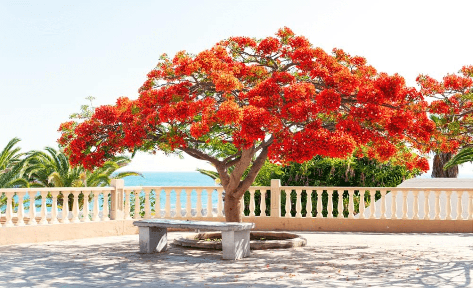 25 Royal Poinciana Seeds | Delonix Regia Flame Tree Seeds | Fiery red orange blooms, fern shaped foliage, 25 seeds for tropical gardens, landscapes