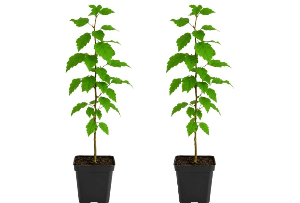 2 River Birch Tree Live Plants, Single Stem Tree in Quart Pot, Low Maintenance, Fast Growing Betula Nigra, Hardy Landscape Trees for Yard and Garden