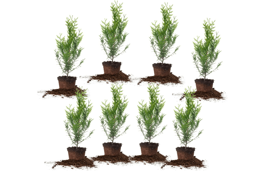 Perfect Plants Thuja Green Giant Arborvitae, 2 ft (8-Pack), Privacy Trees | Grows 3-5 feet per year, fast growing evergreen screen for hedges and natural