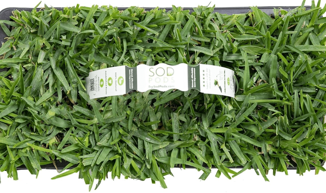 SodPods® St. Augustine Palmetto Grass Plugs for Lawn Repair, 3" x 3" Each (64-Count) – Cannot Ship to California