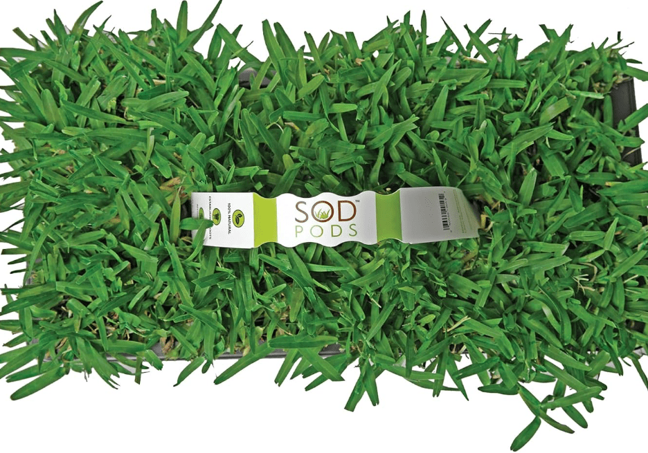 SodPods® St. Augustine Seville Grass Plugs for Lawn Repair, 3" x 3" Each (64-Count) – Cannot Ship to California/Arizona
