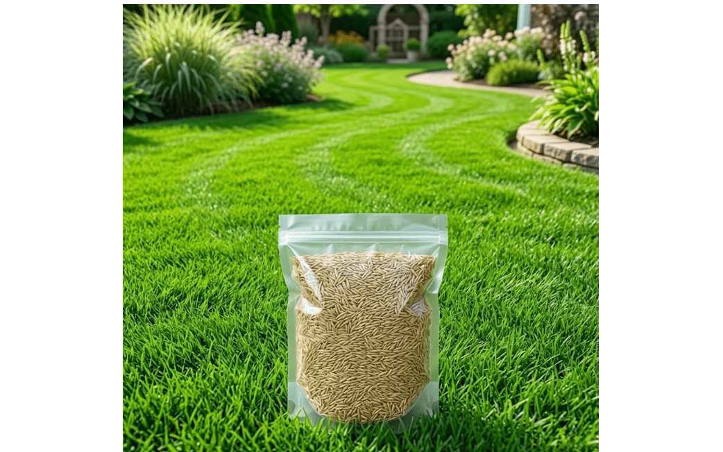 100.000 Zenith Zoysia Grass Seeds Zoysia Grass Seed for Lush Lawngrass Seeds,Low-Maintenance Lawn, Groundcover