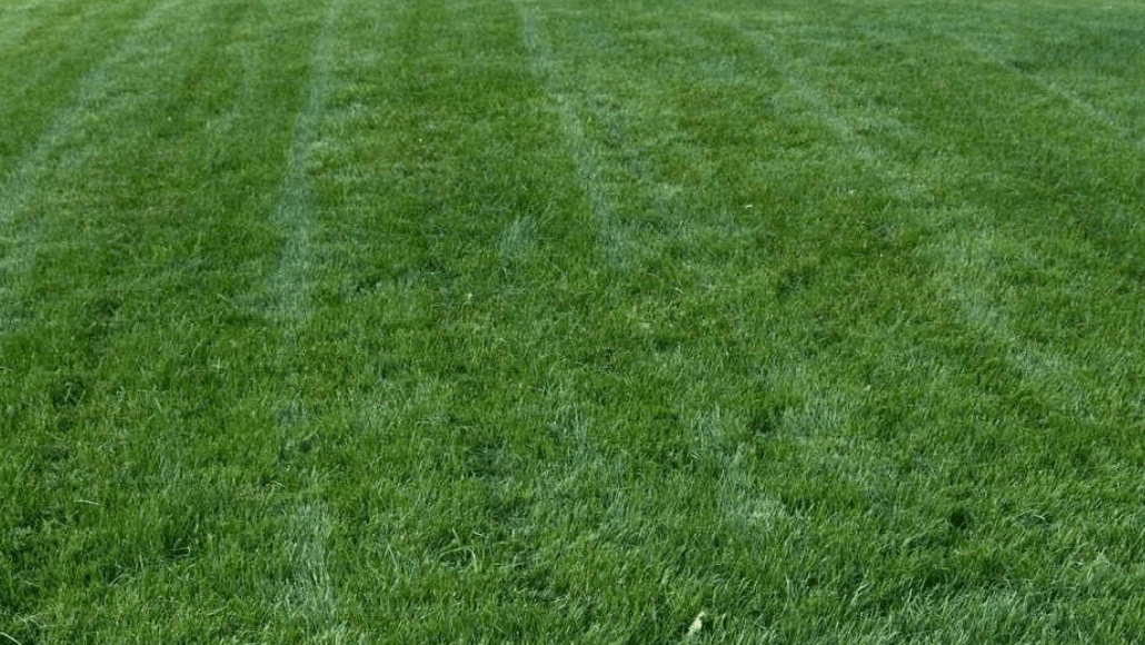 Titan Rx Turf Type Tall Fescue Grass seed