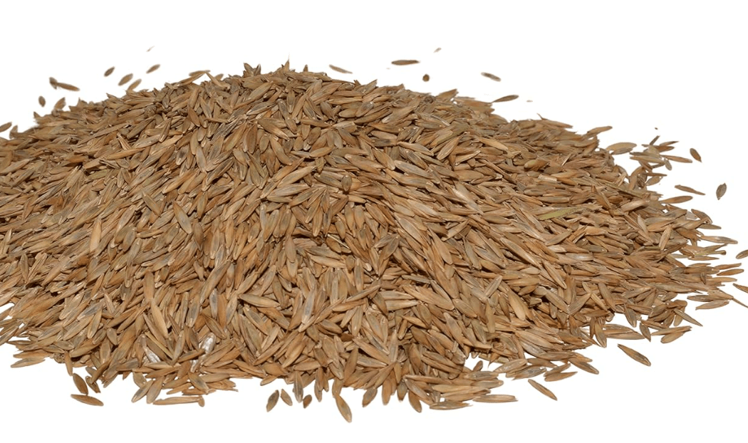 Hancock Seed Co. Turf Type Tall Fescue Grass Seed, High Wear & Drought Tolerant Turf, Lush Green