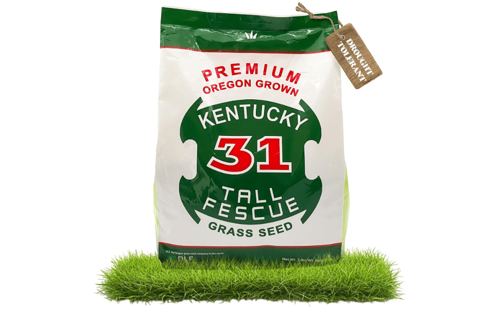 X-Seed Oregon Grown Kentucky 31 Tall Fescue Grass Seed for Sun and Shade Drought-Resistant Lawn for High Traffic, Forage & Turf Grass
