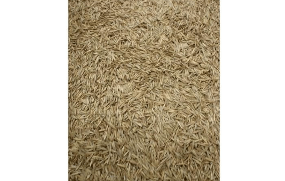 5LBS Creeping Red Fescue(Festuca Rubra) Fully Tested