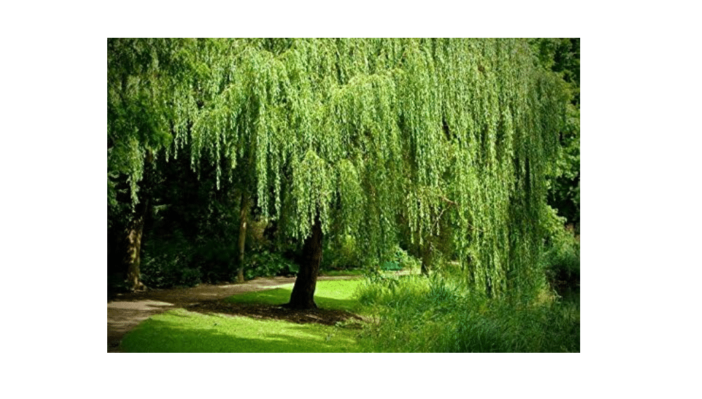 
8 Weeping Willow Trees - Salix Babylonica - Beautiful Arching Canopy