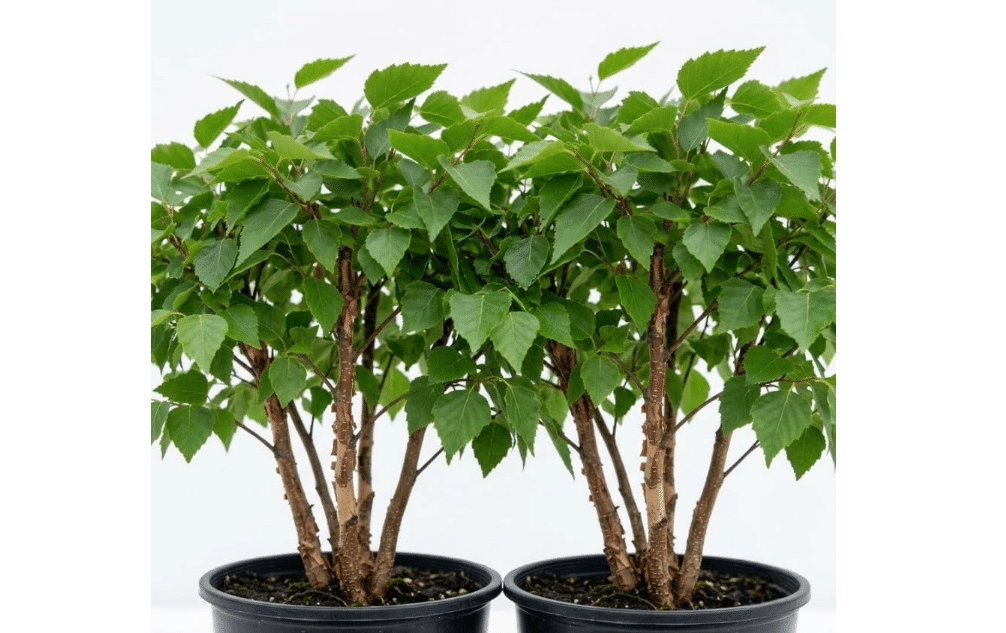 
Pack of 2 River Birch Tree Live Plant Multi-Stem Clump, Water Birch Plant for Planting, 8-12 Inch Tall in Qt Pot, Shade Landscape Tree