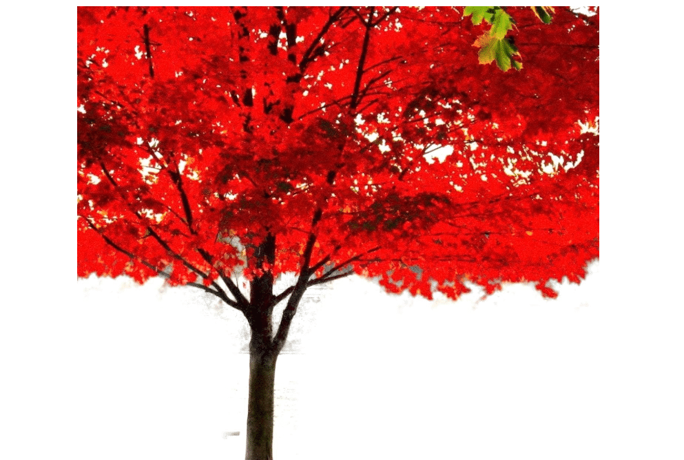 
Two Pack of American Red Maple Trees - 2 Live Plants Shipped 3 Feet Tall by DAS Farms