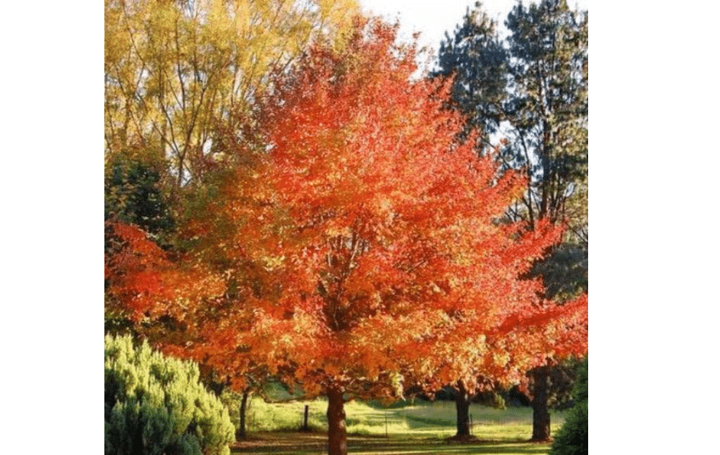 
2 Black Gum (Black Tupelo) Trees - 10-16" Tall Live Plants - Quart Pots | Blackgum Seedlings - Sour Gum Nyssa sylvatica