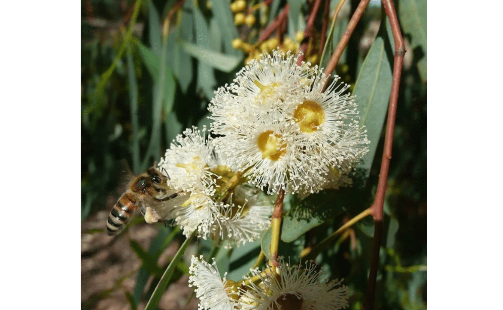 
Eucalyptus Camaldulensis (Red Gum, River Red Gum) Tree Seeds, Showy Creamy White Flowers, Seeds by MySeeds.Co, You Choose The Amount