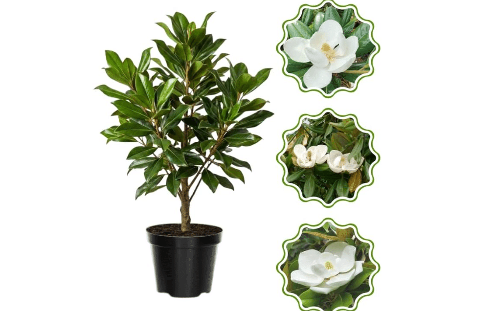 
Sweetbay Magnolia Flower Tree, Hardy Ornamental Flowering Plant, Gallon Pot | Full Sunlight, Scented Spring Blooms, Landscape Yard, Well-Rooted Tree