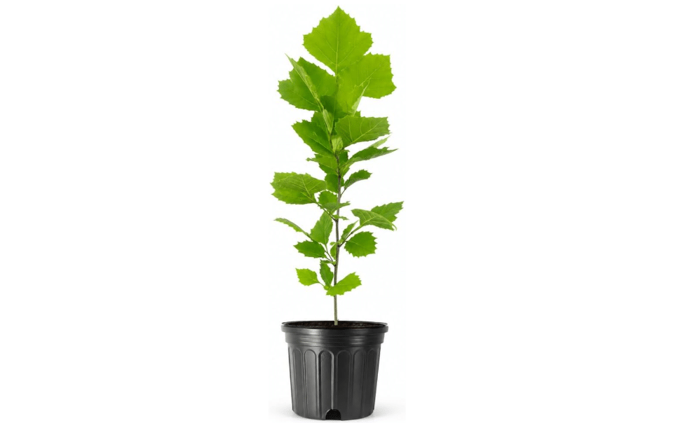 
American Sycamore | 2 Large Trade Gallon Size Trees | Platanus occidentalis | Fast-Growing Shade Plants | Privacy Enhancing Greenery for Expansive