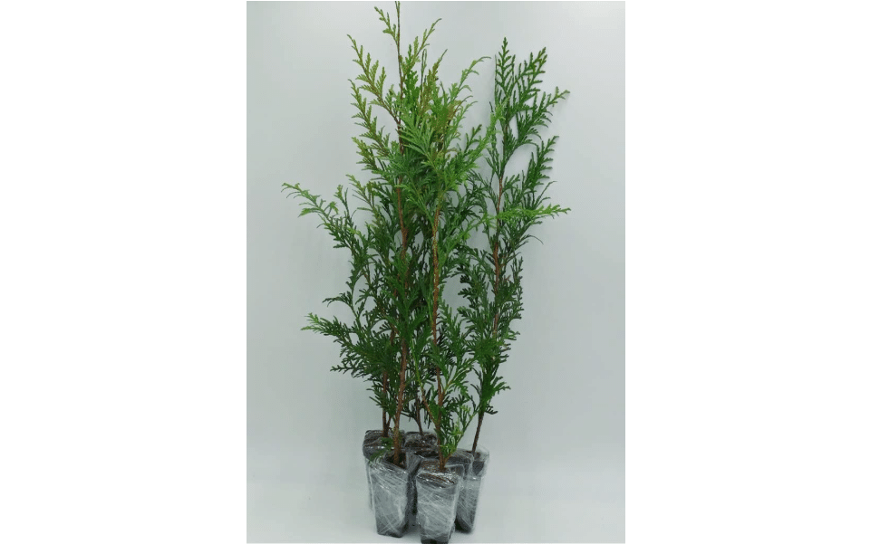 
Greenwood Nursery: Live Trees - Green Giant Arborvitae Tree + Thuja Standishii X Plicata - [Qty: 5X 2.5 Pots] - (Click for Other Available Plants